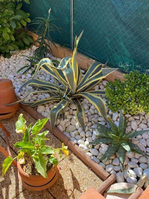 Charmant Studio Costebelle Proche Gare, Terrasse Et Parking Gratuit Apartment Hyères Екстериор снимка